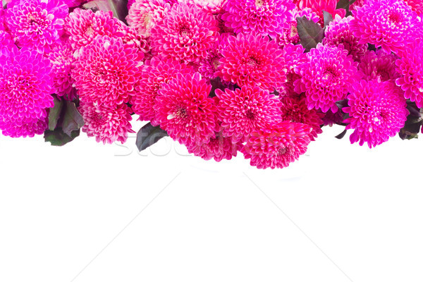 Blau Chrysantheme Blumen magenta rosa Grenze Stock foto © neirfy