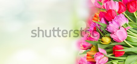 [[stock_photo]]: Bouquet · rose · pourpre · rouge · tulipes