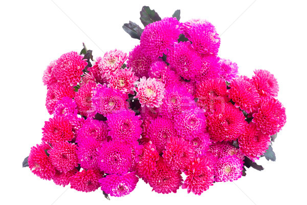 Blau Chrysantheme Blumen magenta rosa Bouquet Stock foto © neirfy
