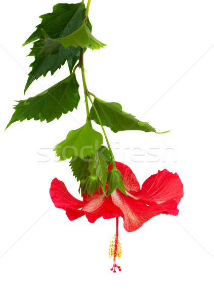 red hibiscus flower Stock photo © neirfy