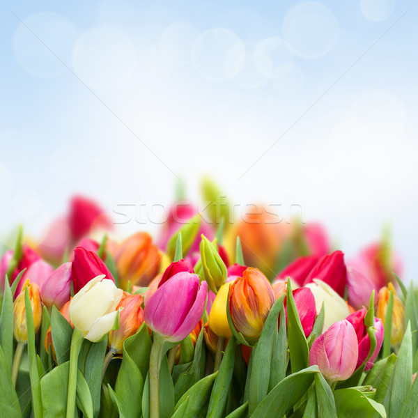 Tulipany ogród Błękitne niebo Wielkanoc trawy słońce Zdjęcia stock © neirfy