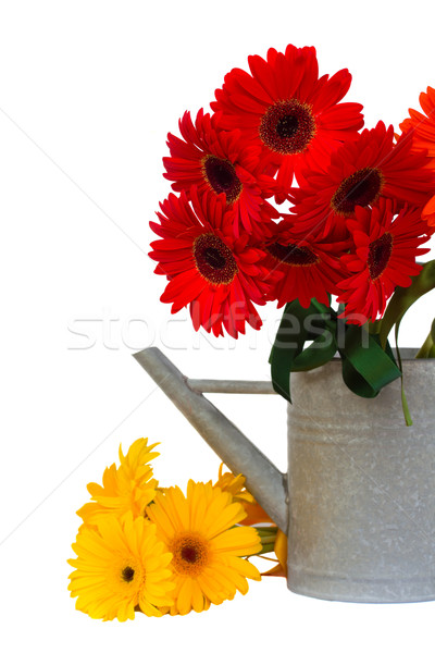 gerbera flowers in watering can Stock photo © neirfy