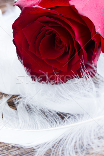 red roses on velvet Stock photo © neirfy