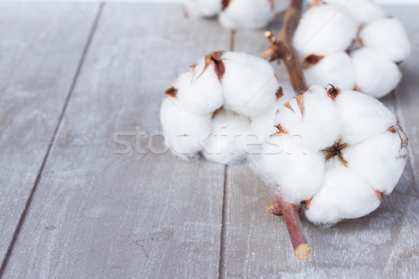 ストックフォト: 綿 · 工場 · つぼみ · 支店 · グレー · 木製