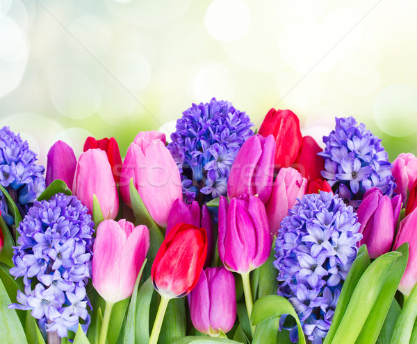 Stock photo: blue hyacinth and  tulips 