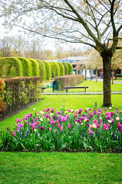 Formal spring garden Stock photo © neirfy