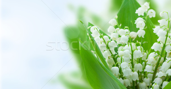 Völgy virágok kék bokeh szalag égbolt Stock fotó © neirfy