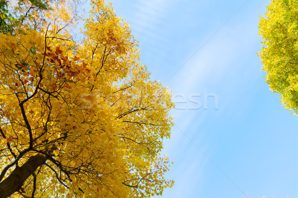 Foto stock: Vibrante · caída · follaje · frescos · amarillo · dorado