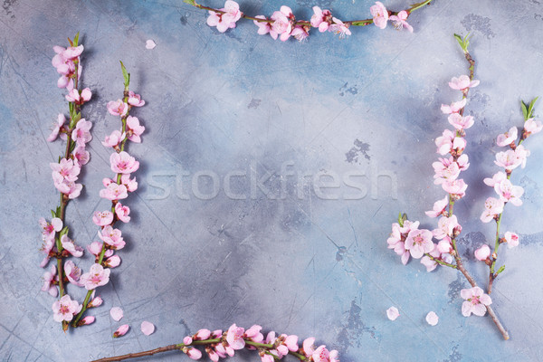 Rosa Kirschblüten Rahmen grau top Ansicht Stock foto © neirfy