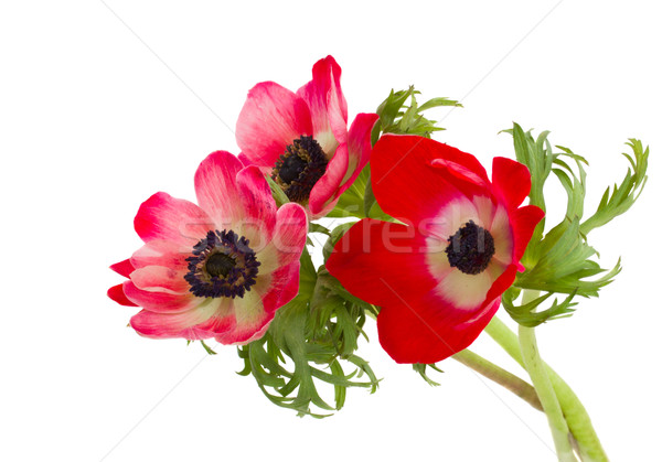 posy of anemone flowers Stock photo © neirfy