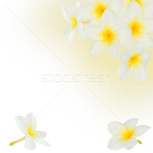 Stock photo: frangipani flowers frame