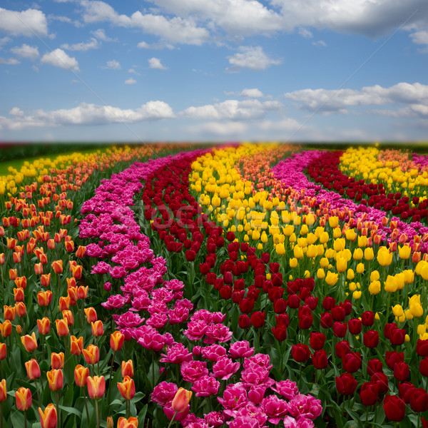 Holland színes tulipánok mezők napos idő mező Stock fotó © neirfy