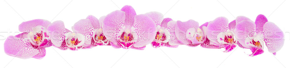 Stock photo: row of pink  orchid flowers