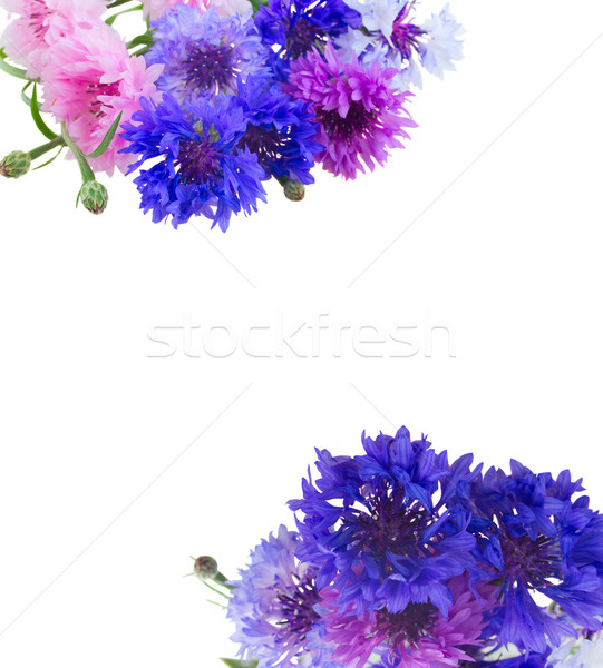 Stock photo: Blue cornflowers