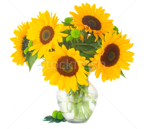 one bight sunflower Stock photo © neirfy