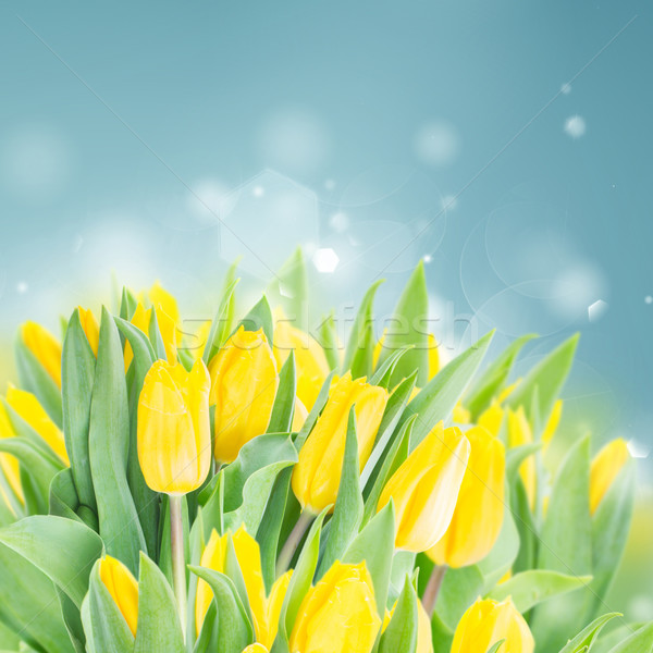 spring narcissus garden Stock photo © neirfy