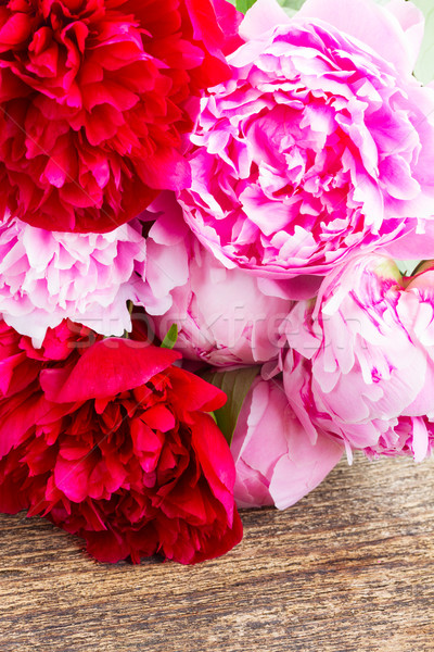 pink and red  peonies Stock photo © neirfy