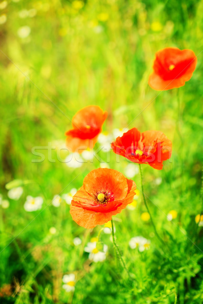 Summer poppy filed Stock photo © neirfy