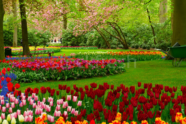 Stockfoto: Vers · gazon · bloemen · voorjaar · boom