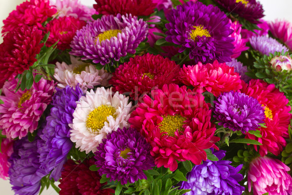 autumn aster flowers background Stock photo © neirfy