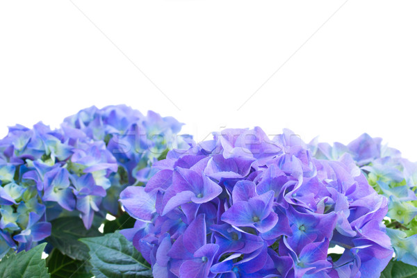 border of blue hortensia flowers Stock photo © neirfy