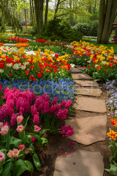 ストックフォト: 石 · パス · 庭園 · 春の花 · 開花 · チューリップ