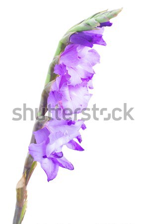 spire of gladiolus flowers Stock photo © neirfy