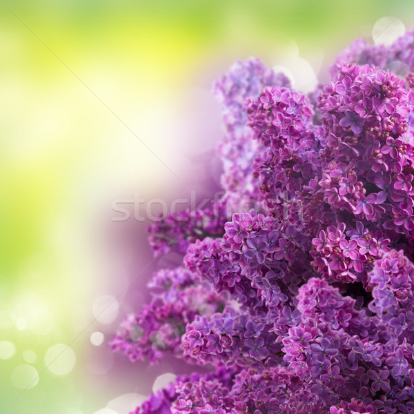 Lilac flowers on green Stock photo © neirfy