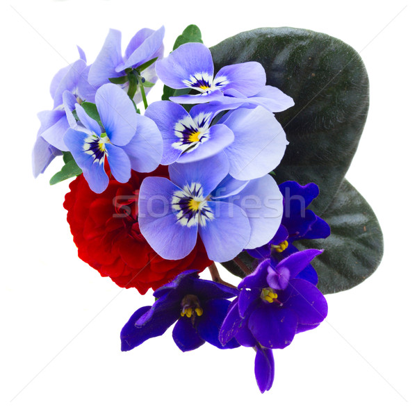 Stock photo: Posy of violets, pansies and ranunculus