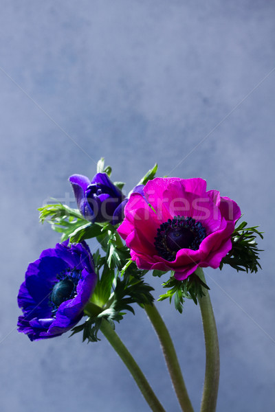 Stock photo: Anemones flowers on stone background