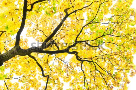 Vibrant fall foliage Stock photo © neirfy