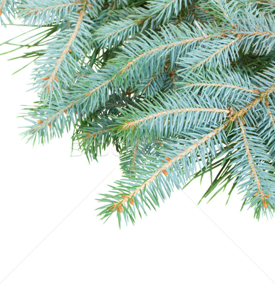 blue  fir tree Stock photo © neirfy