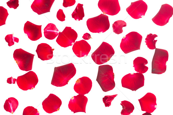 Hochrot rote Rose Blütenblätter isoliert weiß Stock foto © neirfy