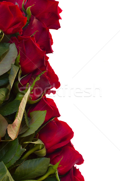 Grenze frischen hochrot rot Garten Rosen Stock foto © neirfy