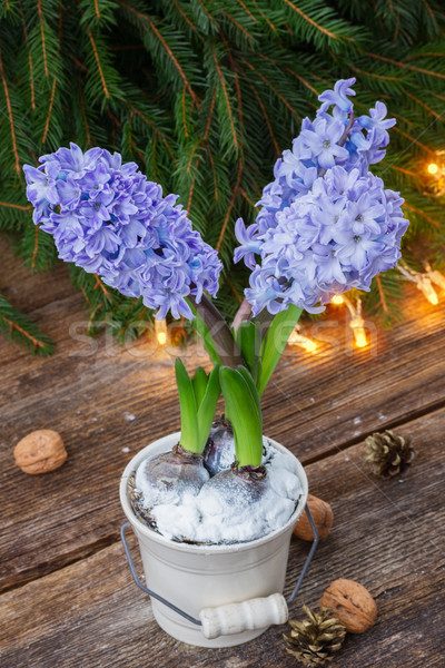 winter blue hyacinth Stock photo © neirfy