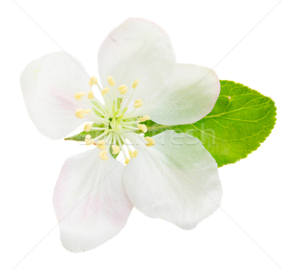 Stockfoto: Appelboom · bloesem · een · bloem · blad · geïsoleerd