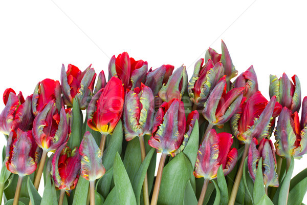 Zeile rot Papagei Tulpen isoliert weiß Stock foto © neirfy