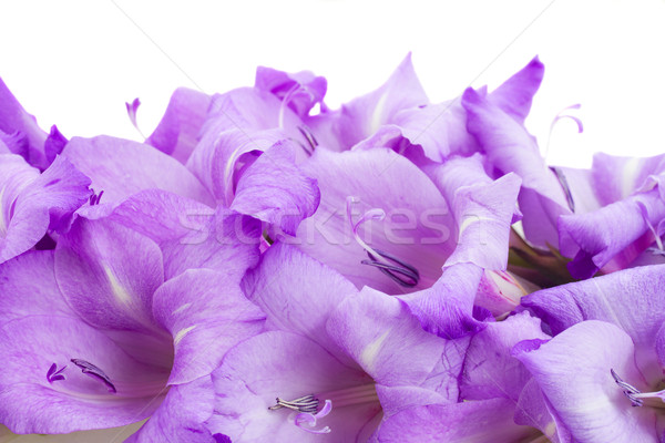 biorder of gladiolus flowers Stock photo © neirfy