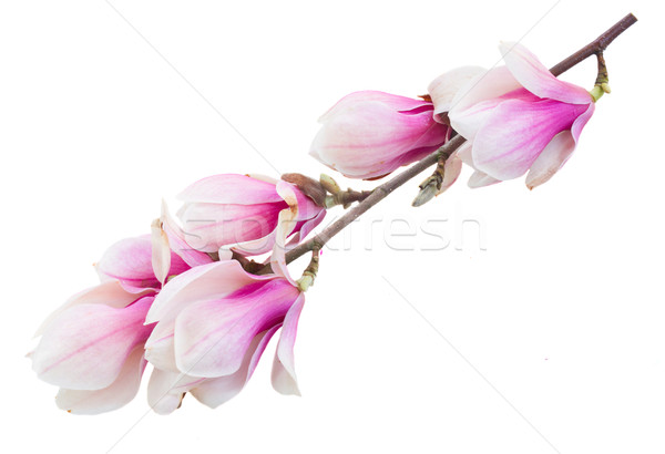 Blossoming pink  magnolia tree Flowers Stock photo © neirfy