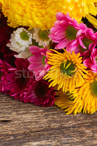 Bunch of mum flowers Stock photo © neirfy