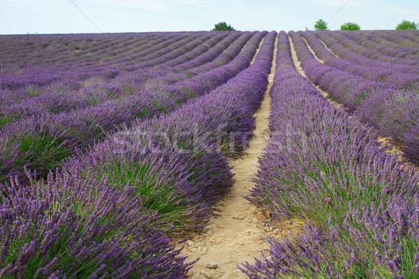 Lavender summer  field Stock photo © neirfy
