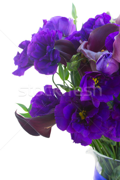 Сток-фото: цветы · фиолетовый · синий · изолированный · белый