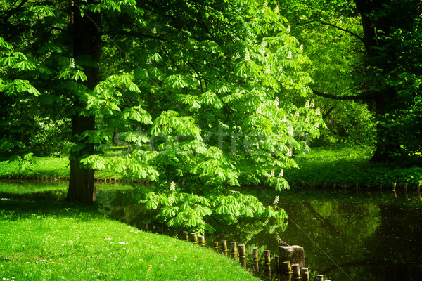 Castaño árbol parque verde árboles Varsovia Foto stock © neirfy