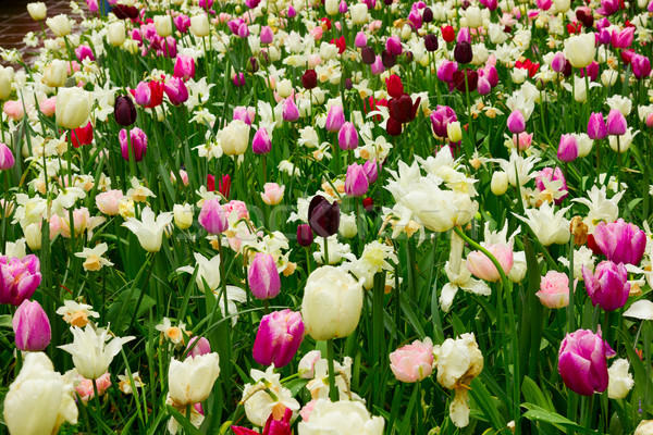 Rosa tulipani giardino fresche primavera crescita Foto d'archivio © neirfy