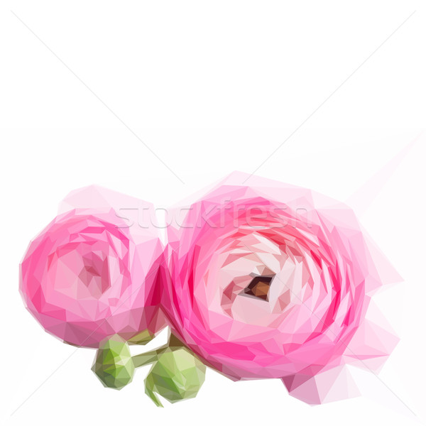 Stock photo: Pink and white ranunculus flowers