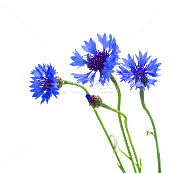 blue corn flowers Stock photo © neirfy