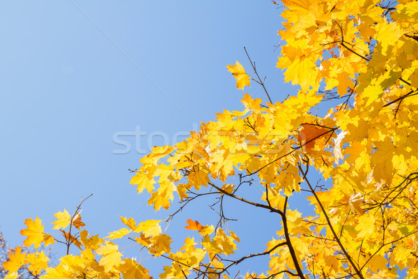 yellow maple in autumn park Stock photo © neirfy