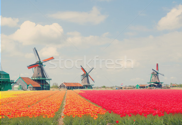 [[stock_photo]]: Tulipes · domaine · holland · rétro