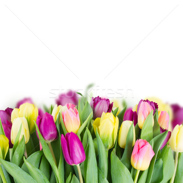 Bouquet giallo viola tulipano fiori confine Foto d'archivio © neirfy
