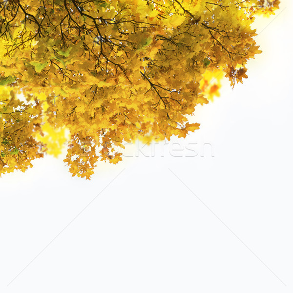 Automne érable laisse jaune soleil design [[stock_photo]] © neirfy
